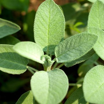 Ryytisalvia luomu - Ferme de Sainte Marthe - Salvia officinalis B