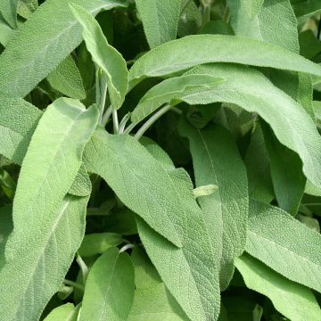 Ryytisalvia Elephant Ear