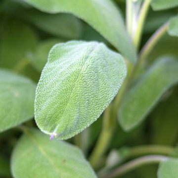 Ryytisalvia Grower's Friend taimena