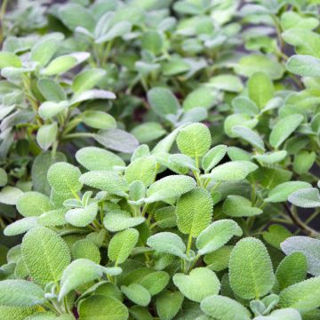 Ryytisalvia Maxima