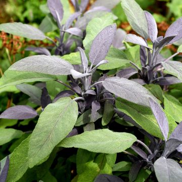 Ryytisalvia Purpurascens