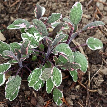 Ryytisalvia Tricolor
