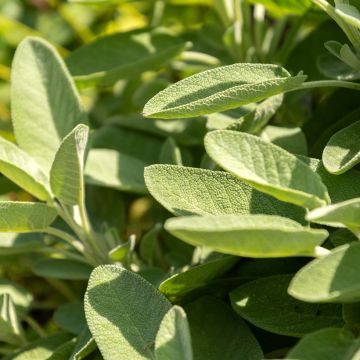 Ryytisalvia Vilmorin - Salvia officinalis