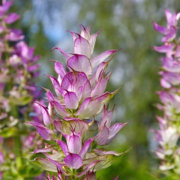Myskisalvia - Salvia sclarea