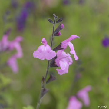 Salvia × jamensis ‘Mighty Pink’ Malabar