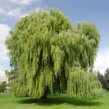Valkosalava Tristis