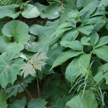 Pisamaliskovehka - Sauromatum venosum
