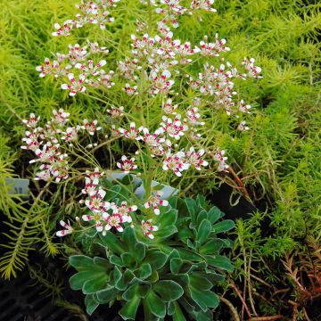 Tunturirikko Southside Seedling