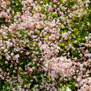 Posliinirikko - Saxifraga x urbium
