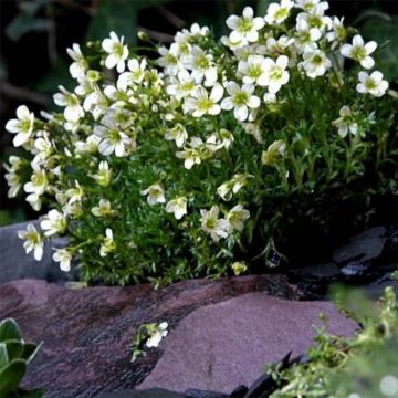 Patjarikko Pixie White