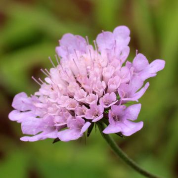 Kivikkotörmäkukka Pincushion Pink