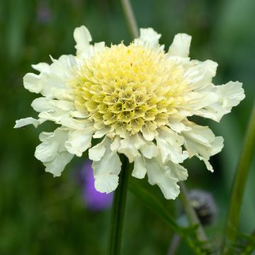 Keltatörmäkukka - Scabiosa ochroleuca