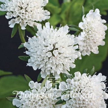 Koreatörmäkukka Drakensbergensis (siemenet)