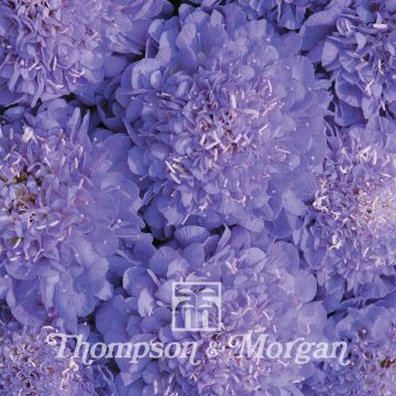 Koreatörmäkukka Oxford Blue (siemenet)
