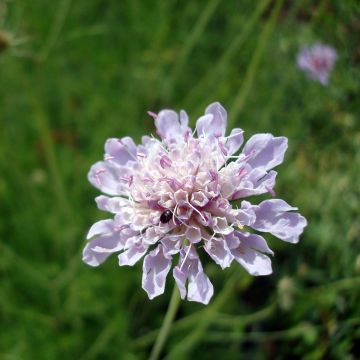 Tuoksutörmäkukka - Scabiosa canescens
