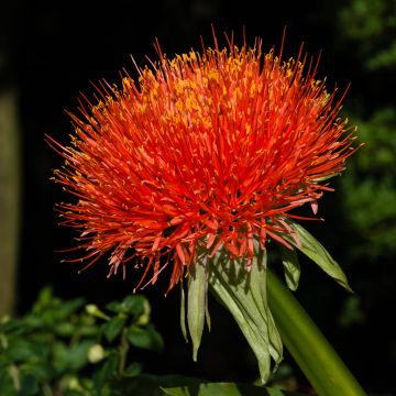 Verililja - Scadoxus multiflorus subsp multiflorus