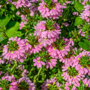 Siniviuhka Baby Pink Touch
