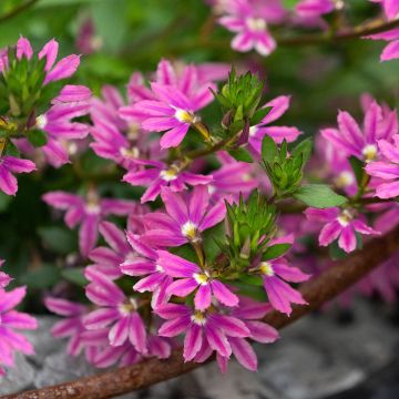 Siniviuhka Deep Pink Touch