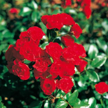 Runkoruusu Scarlet Meillandecor