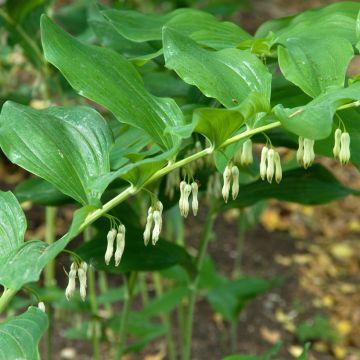 Lehtokielo - Polygonatum multiflorum