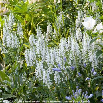 Lehtosalvia Schneehügel