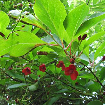 Idänpalsamiköynnös - Schisandra chinensis