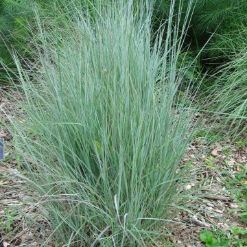 Preeriahahtuheinä - Schizachyrium scoparium