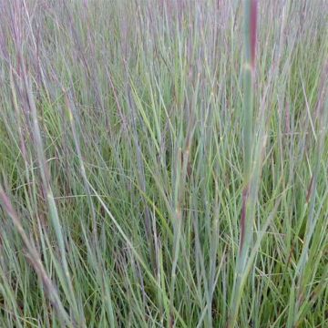 Preeriahahtuheinä Prairie Blues