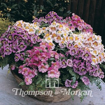Perhoskukka Dwarf Bouquet Mixed (siemenet)