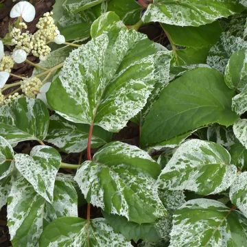 Herttahortensia Burst of Light