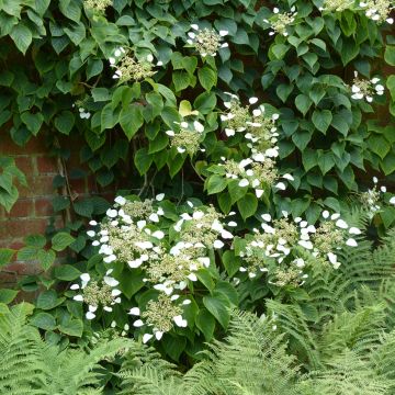Herttahortensia - Schizophragma hydrangeoides