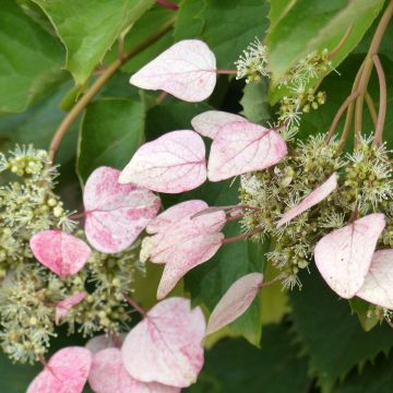 Herttahortensia Rose Sensation