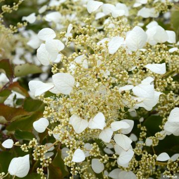 Herttahortensia Snow Sensation