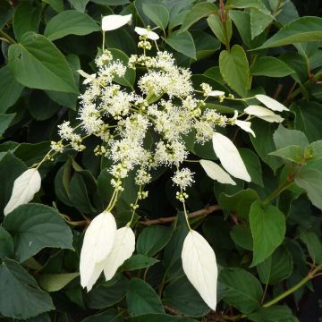 Herttahortensia Windmills