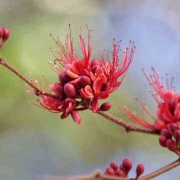 Mesibuuripuu - Schotia brachypetala
