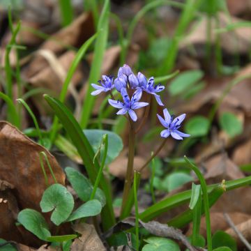 Idänsinililja Spring Beauty