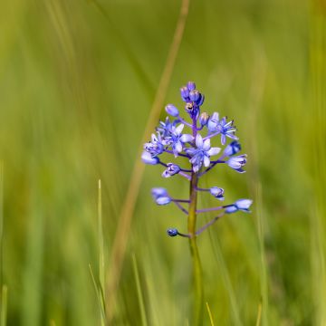 Unkarinsinililja - Scilla litardierei