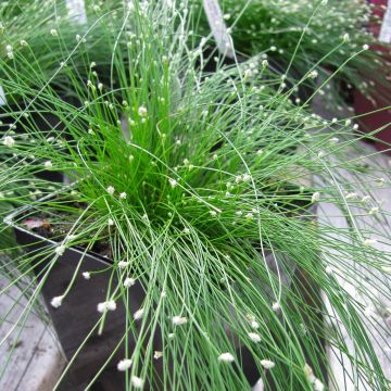 Scirpus ou isolepis cernua cernuus Fiber Optic Grass
