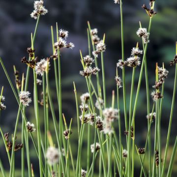 Järvikaisla - Schoenoplectus lacustris