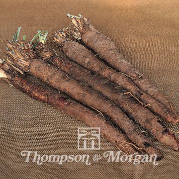 Mustajuuri (siemenet) - Scorzonera hispanica