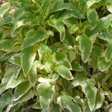 Rantasyyläjuuri Variegata