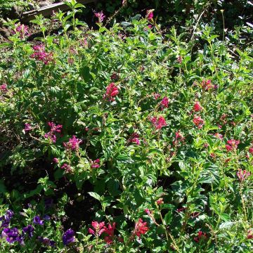 Vuohennokka - Scutellaria suffrutescens