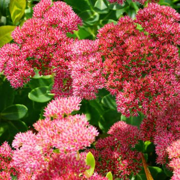 Syysmaksaruoho Herbstfreude = Autumn Joy