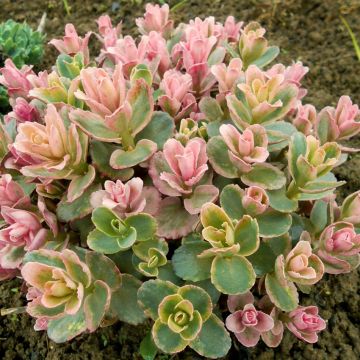 Maksaruoho Pinky
