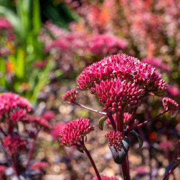 Syysmaksaruoho Red Cauli