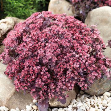 Syysmaksaruoho Sunsparkler Plum Dazzled