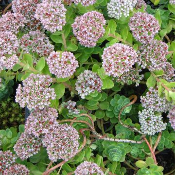 Mykerömaksaruoho - Sedum anacampseros