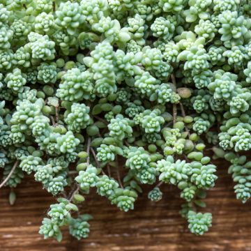 Nukkamaksaruoho - Sedum dasyphyllum