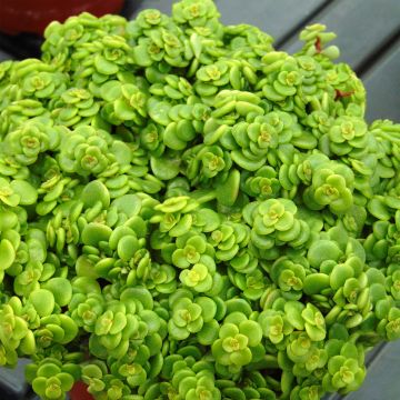 Maksaruoho Lime
