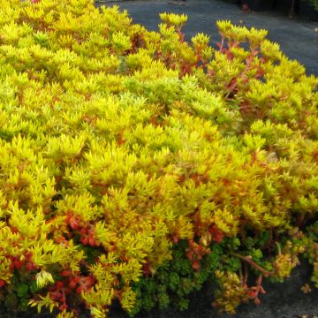 Hohtomaksaruoho - Sedum oreganum